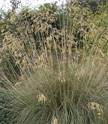 Stipa Gigantea-Golden Oats