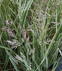 Calamagrostis Overdam-Feather Reed Grass