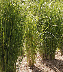 Panicum Virgatum-Switch Grass