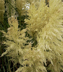 Cortaderia Selloana Pumila-Dwarf Pampas Grass