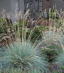 Helichtotrichon sempervirens-Blue Oat Grass