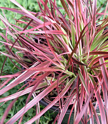 Pennisetum Firework Fountain Grass