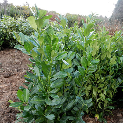 Prunus Laurocerasus Rotundifolia - Laurel