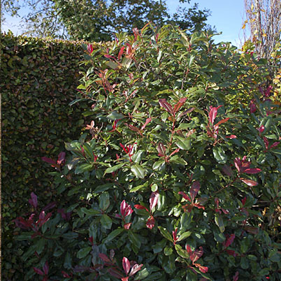 Photinia Red Robin 