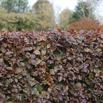 Fagus Sylvatica