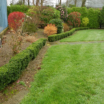 Buxus Sempervirens