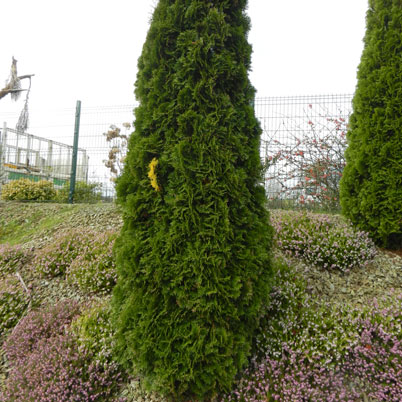 Thuja occidentalis Smaragd - Emerald