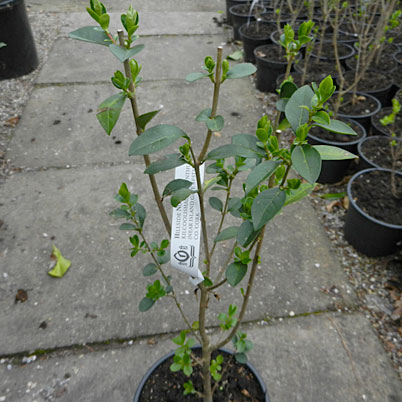 Ligustrum Ovalifolium - Green Privet