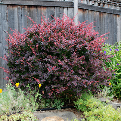 Berberis thunbergii Atropurpurea