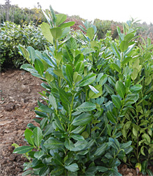 Prunus Laurocerasus Rotundifolia-Common Laurel