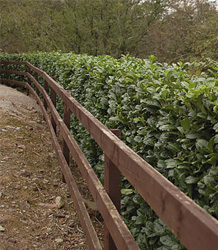 Prunus laurocerasus-Etna Laurel