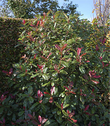 Photinia Red Robin