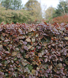 Fagus Sylvatica Atropurpurea-Copper Beech