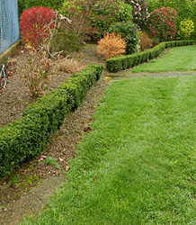 Buxus Sempervirens-Boxwood