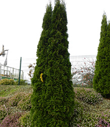 Thuja Occidentalis Smaragd-Thuja Emerald