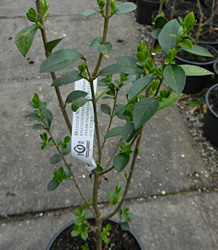 Ligustrum Ovalifolium-Green Privet