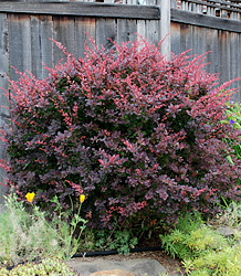 Berberis thunbergii Atropurpurea-Purple Berberis