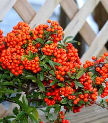 Pyracantha Orange Charmer