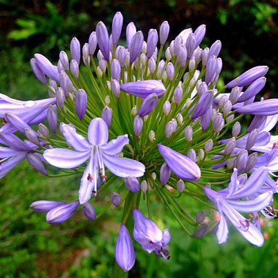 Agapanthus Blue Umbrella