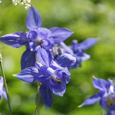 Aquilegia Vulgaris Woodside Gold