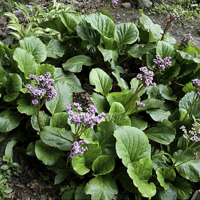 Bergenia Cordifolia Elephants Ears