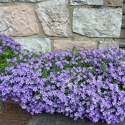 Campanula Muralis Bell Flower