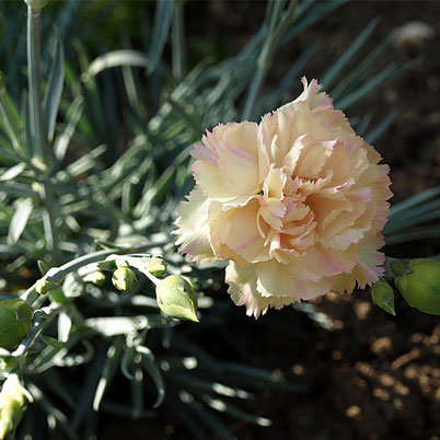 Dianthus Alan Titchmarsh Carnation Pinks