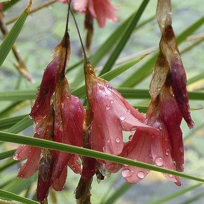 Dierama Pulcherrimum - Angel's fishing rod  HIllside Nurseries - Nursery,  Garden Centre Cork, Ireland