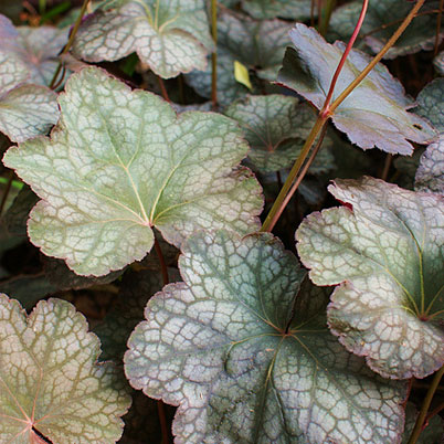 Heuchera Plum Pudding