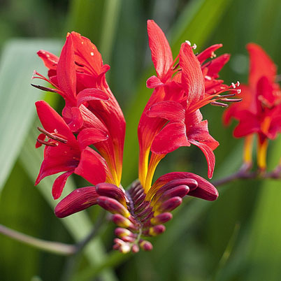 Crocosmia Lucifer