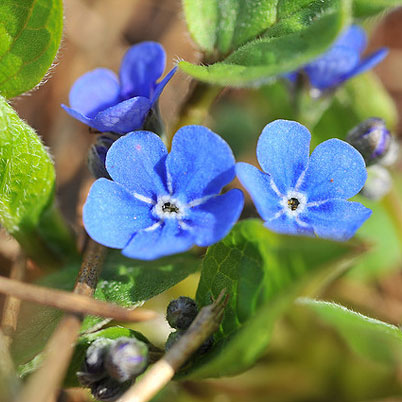 Omphalodes Verna Blue-eyed Mary