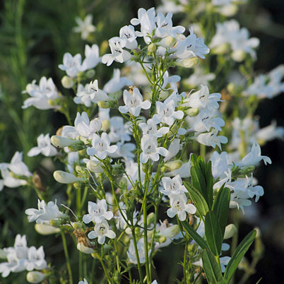 Penstemon White Bedder