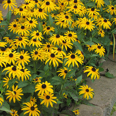 Rudbeckia Goldsturm Black Eyed Susan