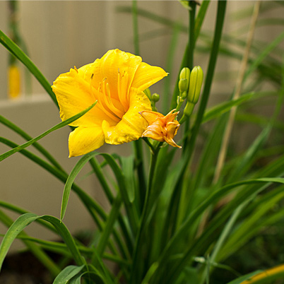 Peruvian Day Lily