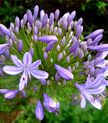 Agapanthus Blue Umbrella-African Lilly