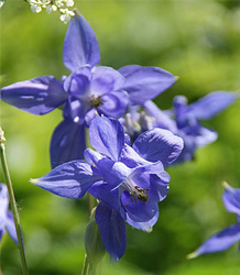 Aquilegia ecklonis Woodside Variegated