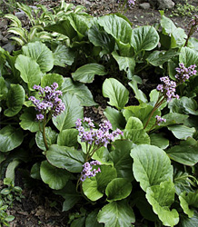 Bergenia Cordifolia