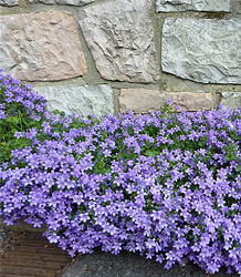 Campanula Muralis-Bell Flower