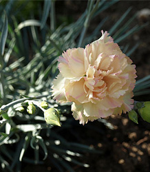 Dianthus Alan Titchmarsh