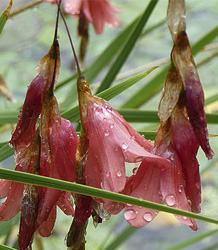 Angel's fishing rod-Dierama Pulcherrimum