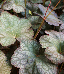 Heuchera Plum Pudding