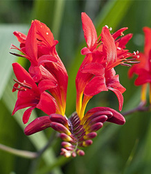 Crocosmia Lucifer