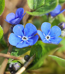 Omphalodes Verna