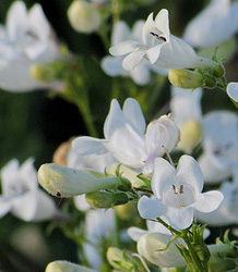 Penstemon White Bedder