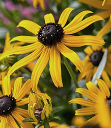 Rudbeckia Goldsturm