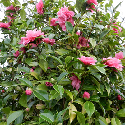 Camellia x williamsii