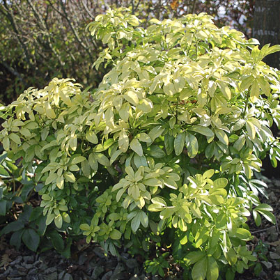 Choisya Ternata Sundance - Mexican Orange Blossom