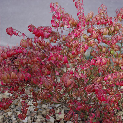 Euonymus Alata Compactus - Burning Bush