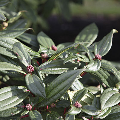 Viburnum Davidii-Barrenwort