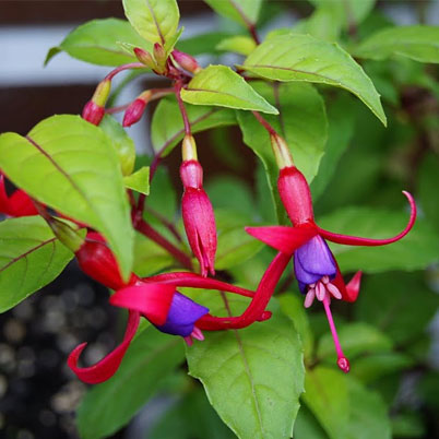 Fuchsia Genii - Golden Fuchsi